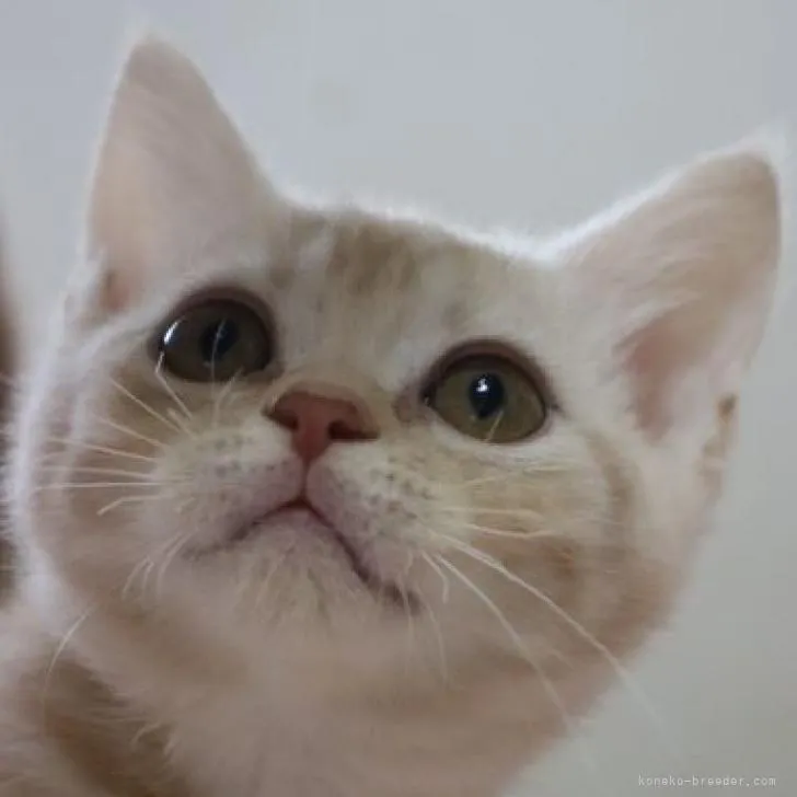 ID：2211-02598の子猫