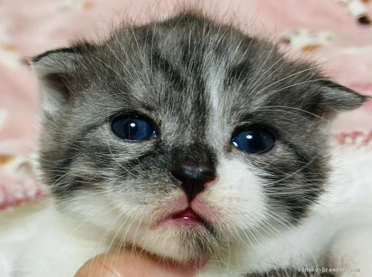 ID：2101-01613の子猫