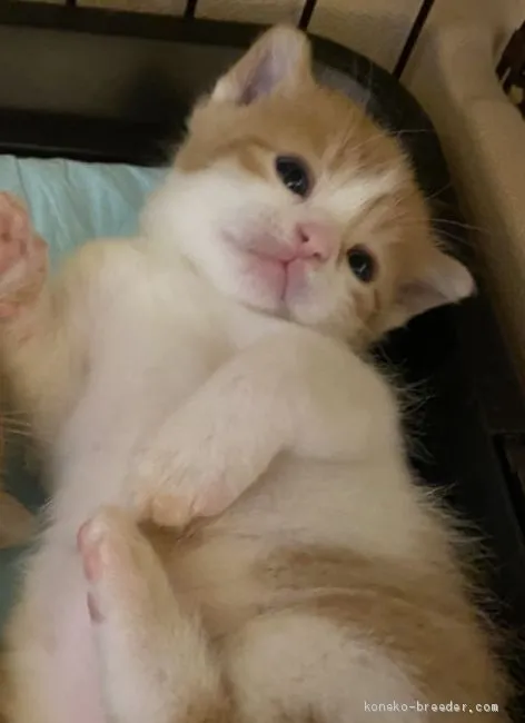 ID：2009-01543の子猫