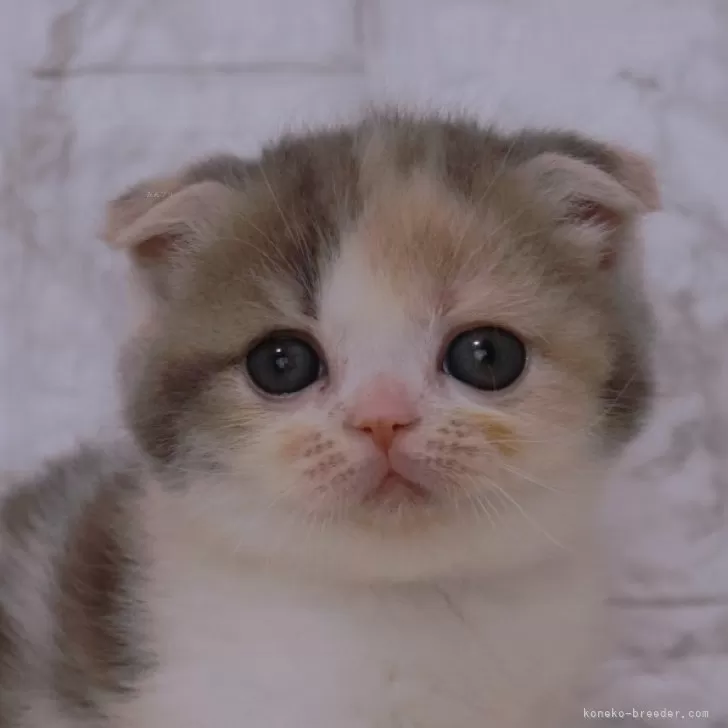ID:2401-00708の子猫
