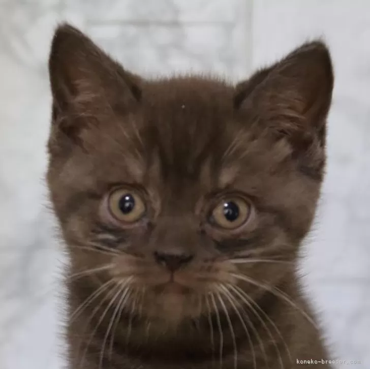 K.O 様のお迎えした子猫