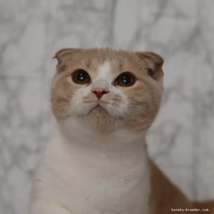 ID：2310-01304の子猫