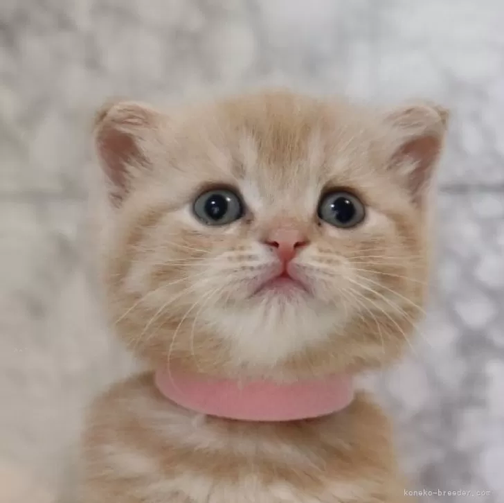 ID：2406-03322の子猫