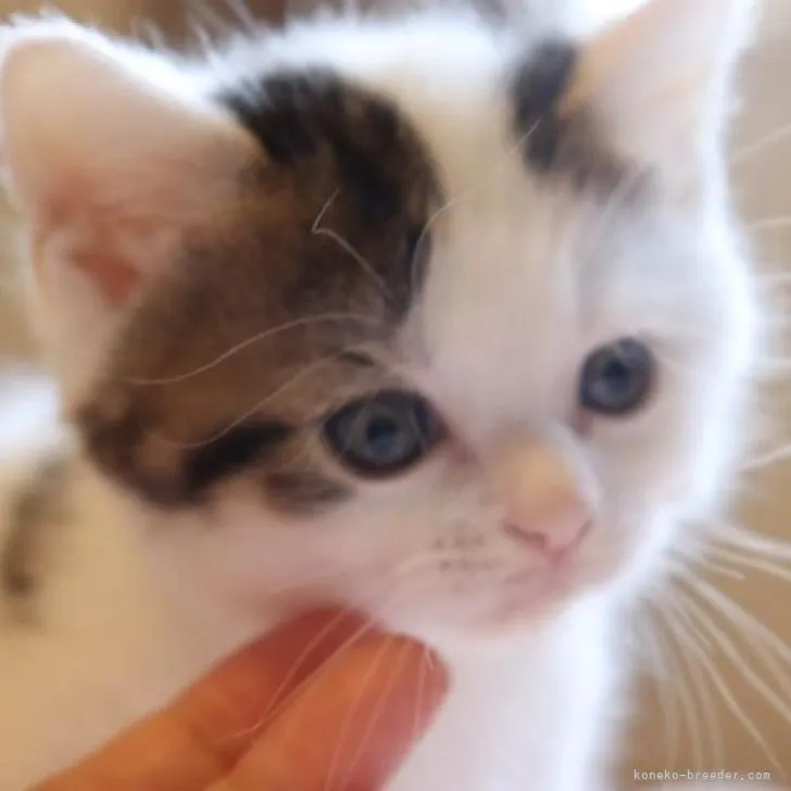ID：2206-00837の子猫