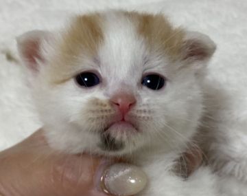 スコティッシュフォールド(立ち耳)【埼玉県・女の子・2021年1月6日・キャリコ】の写真「遊ぶの大好きな女の子❤」