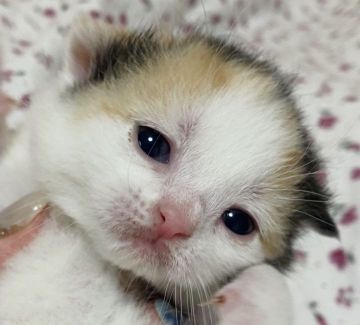 スコティッシュフォールド(立ち耳)【埼玉県・女の子・2020年12月21日・キャリコ】の写真「おっとりしたおめめのキラキラした女の子❤」