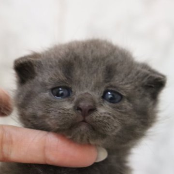スコティッシュフォールド(折れ耳)【埼玉県・男の子・2024年5月14日・ブルー】の写真「甘えんぼで可愛い男の子♥️」