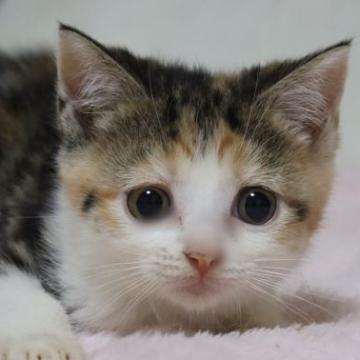 スコティッシュフォールド(立ち耳)【埼玉県・女の子・2022年10月2日・キャリコ】の写真「おてんばでかわいい女の子♥️」