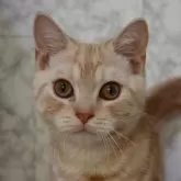 スコティッシュフォールド(立ち耳)【埼玉県・男の子・2024年6月13日・クリームタビー】の写真1