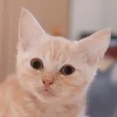 スコティッシュフォールド(立ち耳)【埼玉県・男の子・2022年10月2日・レッドタビー&ホワイト】の写真1