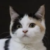 スコティッシュフォールド(立ち耳)【埼玉県・女の子・2022年10月2日・キャリコ】の写真1