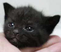 スコティッシュフォールド(立ち耳)【埼玉県・男の子・2021年9月26日・ブラック】の写真1