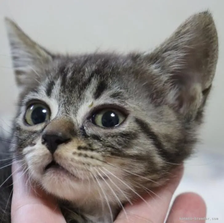 ID：2209-02703の子猫