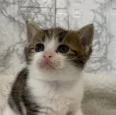 スコティッシュフォールド(立ち耳)【埼玉県・男の子・2023年7月29日・ブラウンタビー&ホワイト】の写真2