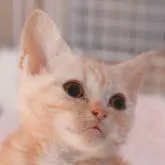 スコティッシュフォールド(立ち耳)【埼玉県・男の子・2022年10月2日・レッドタビー&ホワイト】の写真2