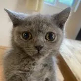 スコティッシュフォールド(立ち耳)【埼玉県・女の子・2023年8月10日・ブルークリーム】の写真2