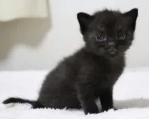 スコティッシュフォールド(立ち耳)【埼玉県・男の子・2021年9月26日・ブラック】の写真3