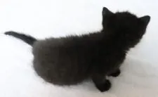 スコティッシュフォールド(立ち耳)【埼玉県・男の子・2021年9月26日・ブラック】の写真4