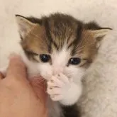 スコティッシュフォールド(立ち耳)【埼玉県・男の子・2023年7月29日・ブラウンタビー&ホワイト】の写真5