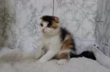 スコティッシュフォールド(折れ耳)【埼玉県・女の子・2025年5月24日・キャリコ】の写真8