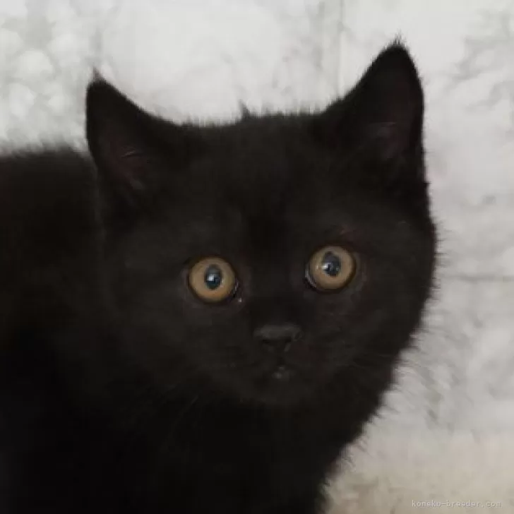 ID:2503-02023の子猫