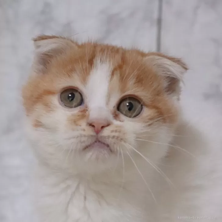 ID：2501-02328の子猫