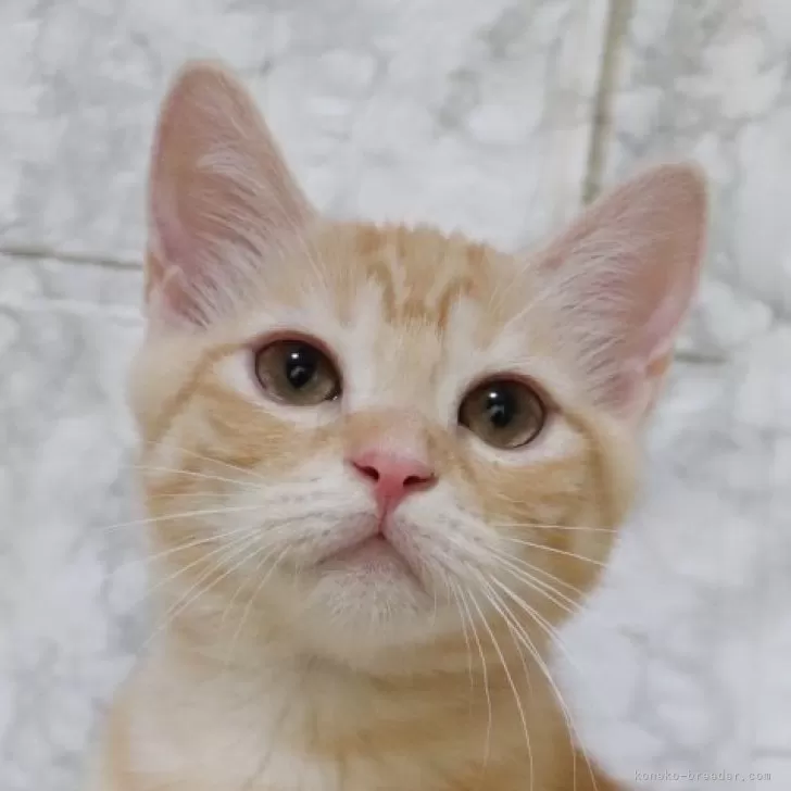 ID：2504-01420の子猫