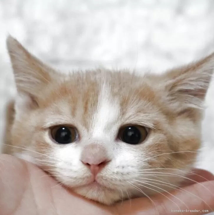 ID：2503-02381の子猫