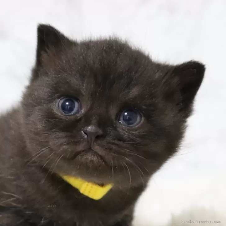 ID：2512-02089の子猫