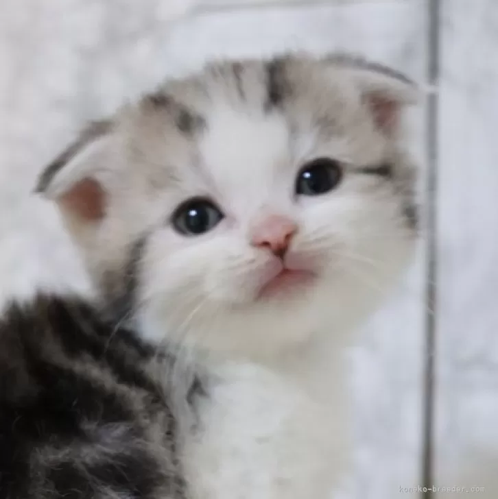 ID：2502-02251の子猫