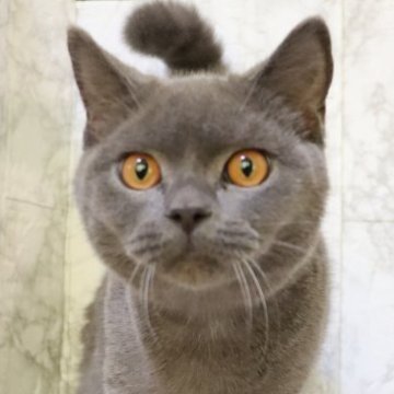 ブリティッシュショートヘア【埼玉県・男の子・2025年5月15日・ブルー】の写真「毛艶がとても美しい甘えん坊君💕」