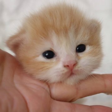 スコティッシュフォールド【埼玉県・男の子・2025年11月21日・クリームタビー】の写真「優しいお顔の男の子です♥️」