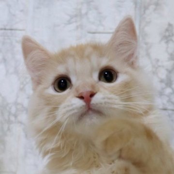 スコティッシュフォールド【埼玉県・男の子・2025年3月18日・クリーム】の写真「とても育てやすい甘えんぼな男の子♥️」