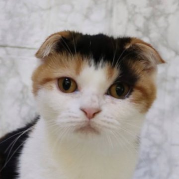 スコティッシュフォールド(折れ耳)【埼玉県・女の子・2025年5月24日・キャリコ】の写真「可愛い毛柄で可愛いお顔の女の子♥️」