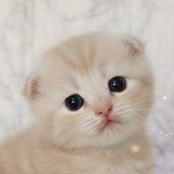 スコティッシュフォールド(立ち耳)【埼玉県・女の子・2025年11月21日・クリームタビー】の写真「まるまる太った可愛い女の子です♥️」