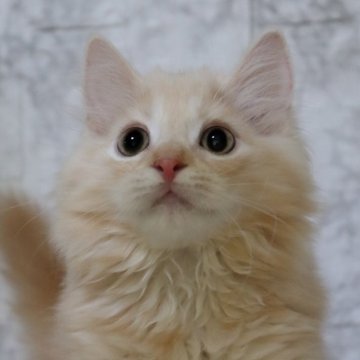 スコティッシュフォールド(立ち耳)【埼玉県・男の子・2025年3月18日・クリーム】の写真「とても育てやすい甘えんぼな男の子♥️」