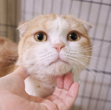 スコティッシュフォールド【埼玉県・男の子・2024年9月11日・クリームタビー&ホワイト】の写真「とても甘えんぼ♥️初めて飼う方におすすめ🐱」