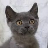 ブリティッシュショートヘア