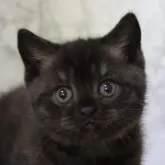 ブリティッシュショートヘア