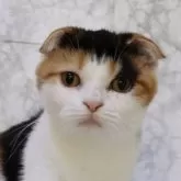 スコティッシュフォールド(折れ耳)