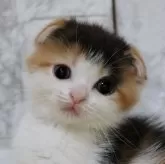 スコティッシュフォールド(立ち耳)