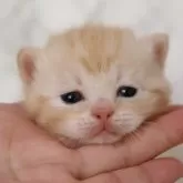 スコティッシュフォールド(立ち耳)