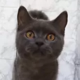 ブリティッシュショートヘア