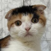 スコティッシュフォールド(折れ耳)