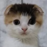 スコティッシュフォールド(立ち耳)