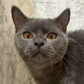 ブリティッシュショートヘア