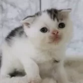 スコティッシュフォールド(立ち耳)【埼玉県・男の子・2025年1月31日・ブラウンタビー&ホワイト】の写真2