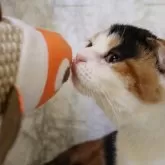 スコティッシュフォールド(折れ耳)【埼玉県・女の子・2025年5月24日・キャリコ】の写真2