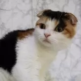 スコティッシュフォールド(折れ耳)【埼玉県・女の子・2025年5月24日・キャリコ】の写真3