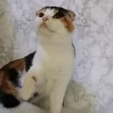 スコティッシュフォールド(折れ耳)【埼玉県・女の子・2025年5月24日・キャリコ】の写真4